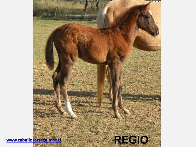 REGIO