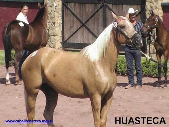 HUASTECA